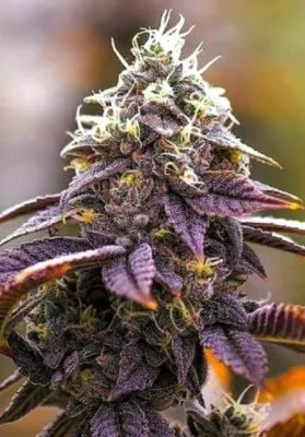 Pink Kush Marijuana Strain