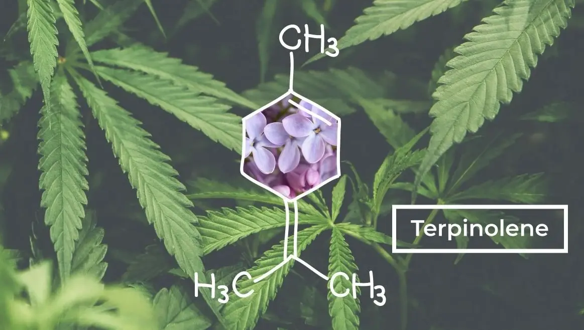 cannabis Terpinolène 3 - Terpinolène