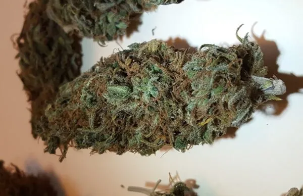 Examen de la variété de cannabis Jack Herer