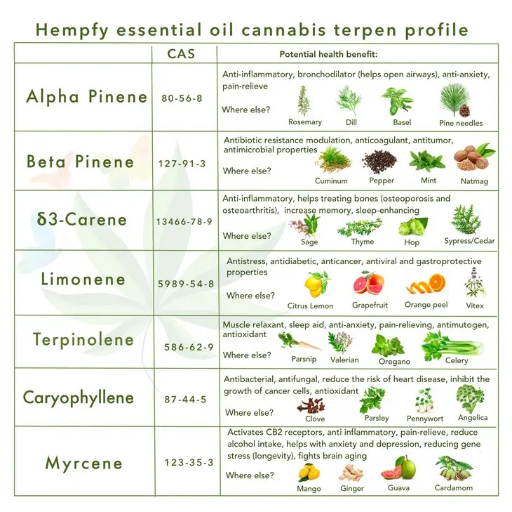 15 terpènes dans le cannabis expliqués