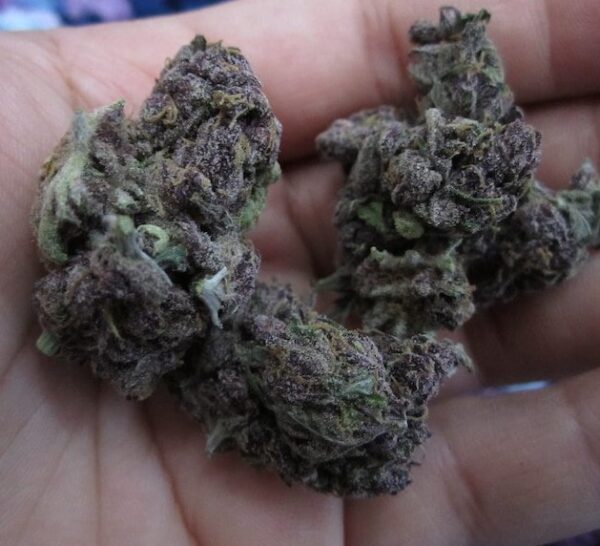 Everything You Need To Know About Purple Weed