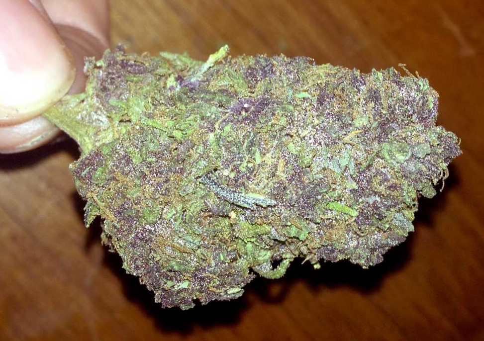 everything you need to know about purple weed 5 - Everything You Need To Know About Purple Weed