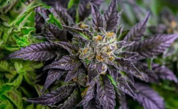 Everything You Need To Know About Purple Weed