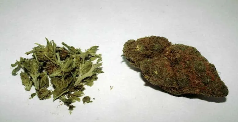 Indoor vs. Outdoor Weed: Getting To The Bottom of It