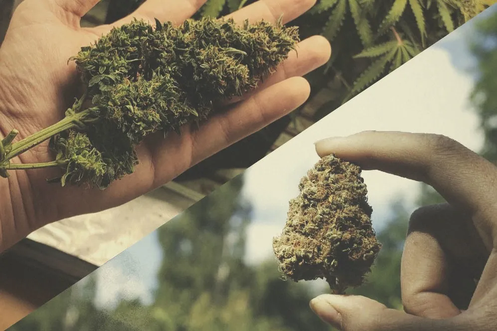 Indoor vs. Outdoor Weed: Getting To The Bottom of It