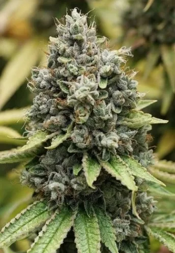 Sour Diesel Strain Review