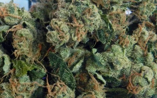 Sour Diesel Strain Review