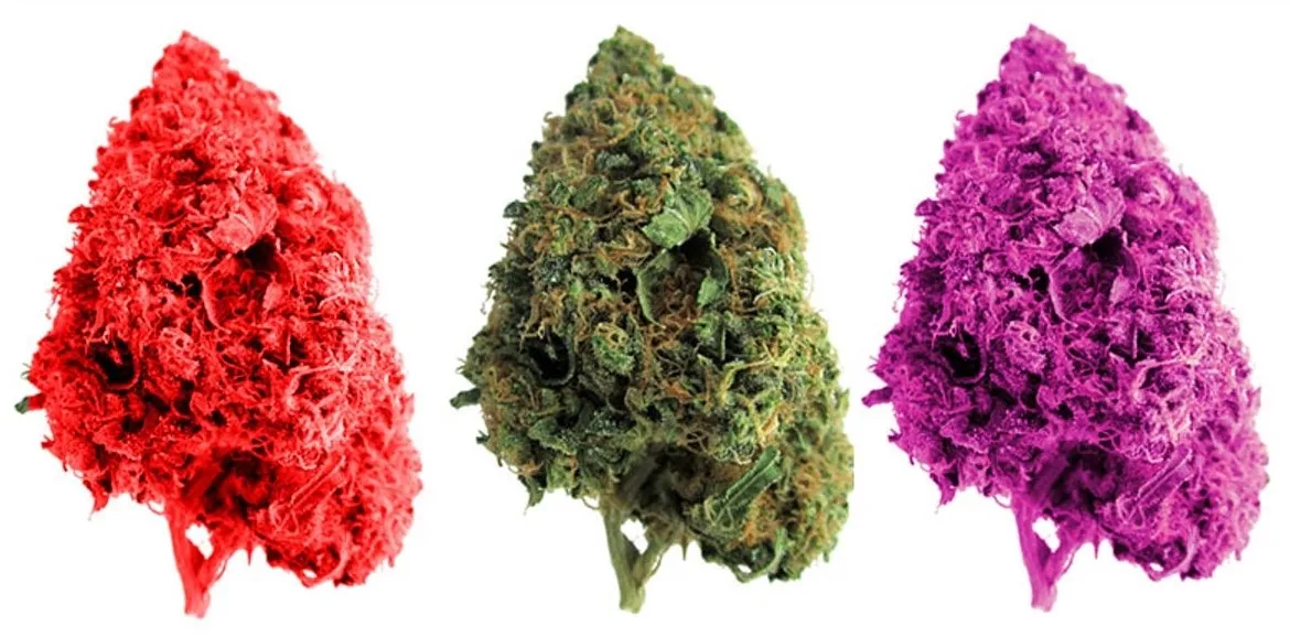 Cannabis coloré : comment choisir le meilleur spectre pour la culture du cannabis ?