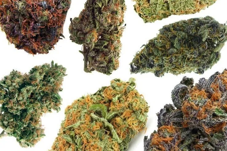 Cannabis coloré : comment choisir le meilleur spectre pour la culture du cannabis ?