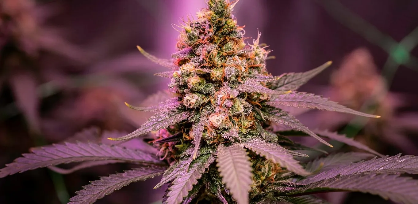 Colorful Cannabis: How to Choose the Best Spectrum for Cannabis Cultivation?