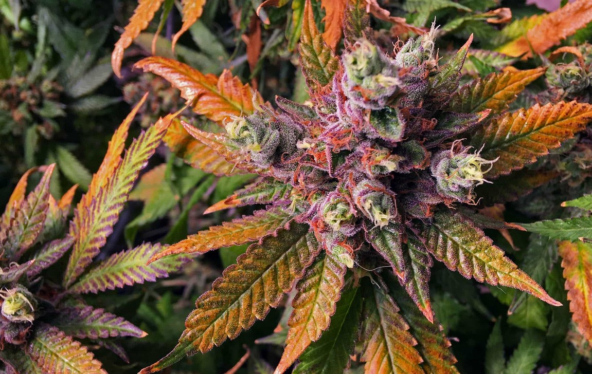 Colorful Cannabis: How to Choose the Best Spectrum for Cannabis ...