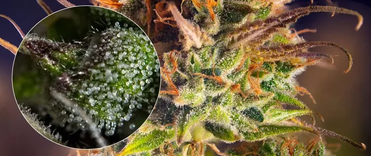 Comprendre les trichomes