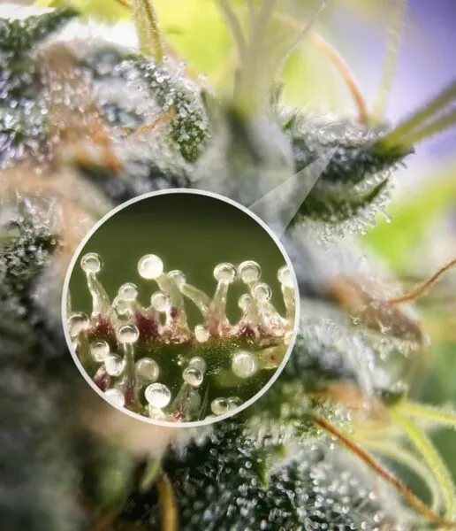 Comprendre les trichomes