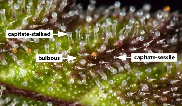 Comprendre les trichomes