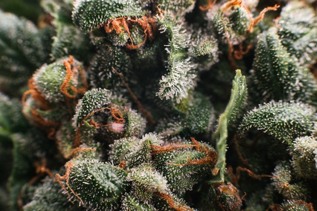 Trichomes - Comprendre les trichomes