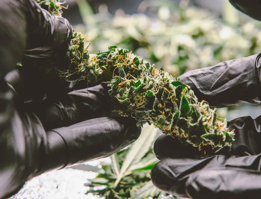 Hybrid Strains: What is Hybrid Marijuana?