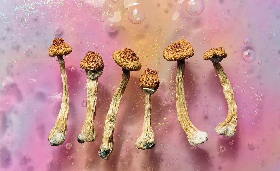 difference between shatter and wax 22 - Magic Mushrooms: The Complete Beginner’s Guide