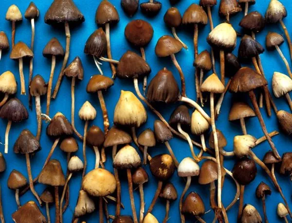 Champignons magiques : le guide complet du débutant