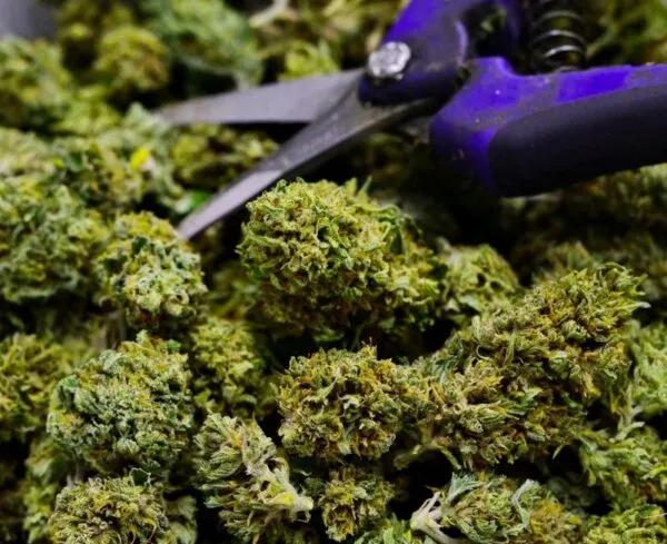 Drying and Curing Marijuana Buds: The Easy Guide