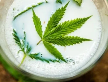 Are There Health Benefits to Drinking Hemp Milk?