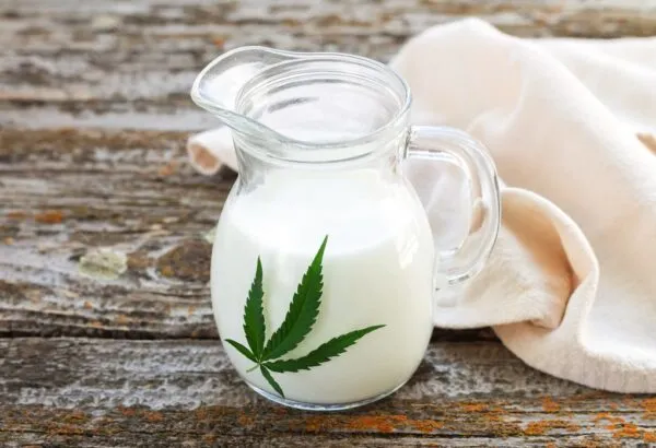 Y a-t-il des avantages pour la santé à boire du lait de chanvre ?