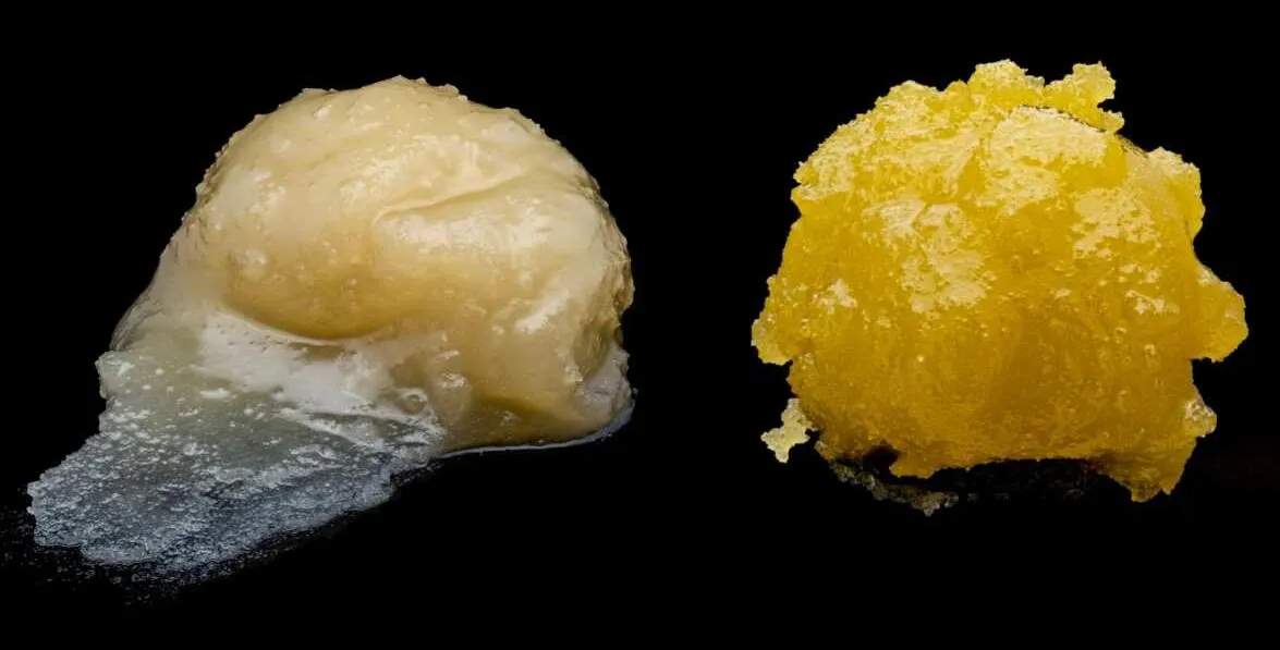 live resin vs live rosin whats the difference - Live Resin vs. Live Rosin: What’s the Difference?