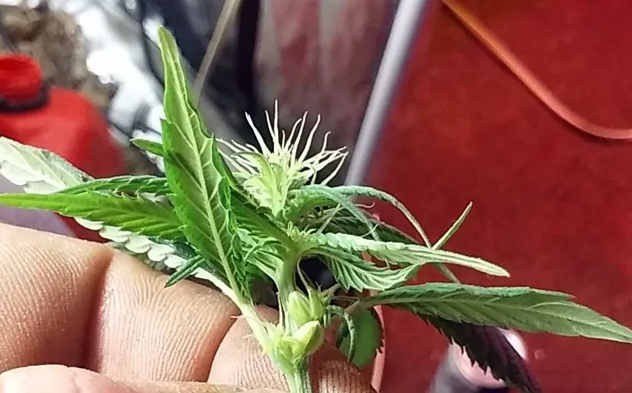 marijuana pollen 22 - Cannabis Pollen