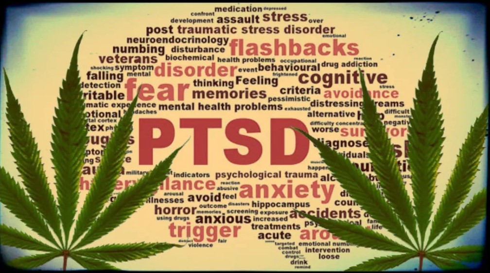 marijuana médicale et ptsd 3 - Marijuana médicale et PTSD