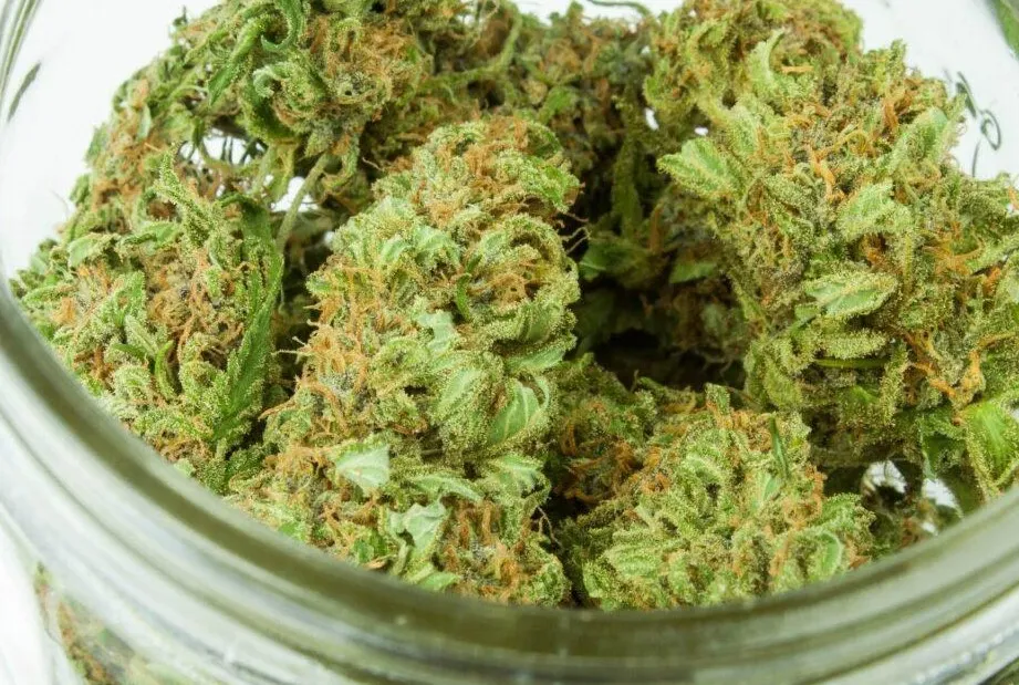 Sticky Weed : 5 variétés de cannabis super collantes
