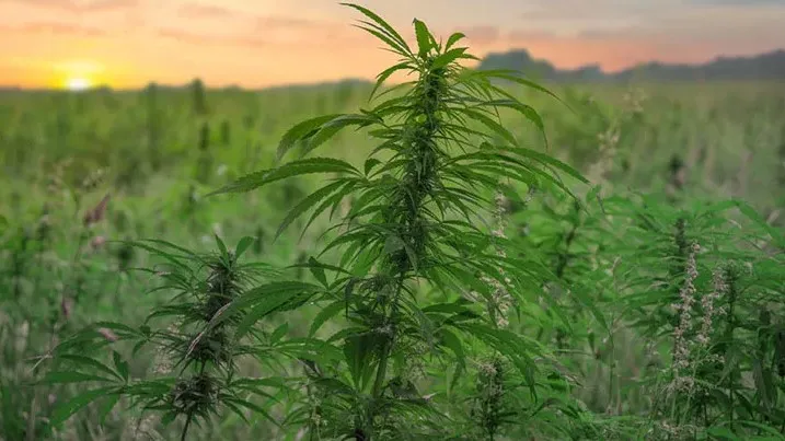 African Weed: The History of Cannabis in Africa