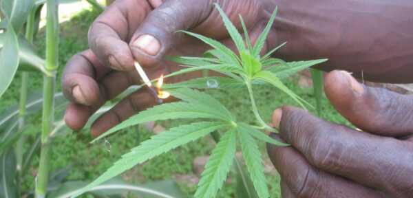 African Weed: The History of Cannabis in Africa - Weed Delivery GasDank ...