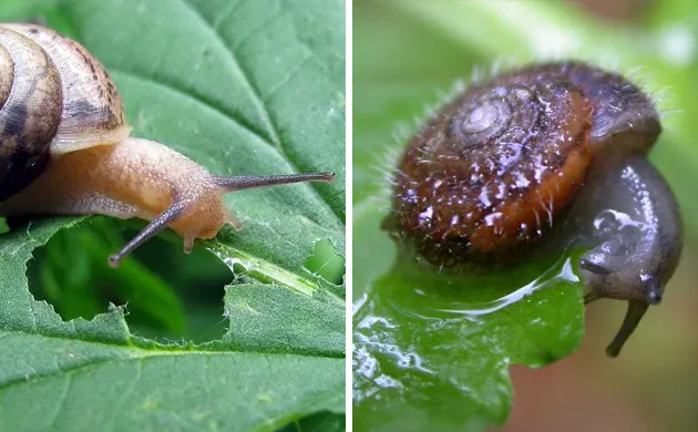 Cannabis Pests 12 - Cannabis Pests: How To Deal With Slugs And Snails