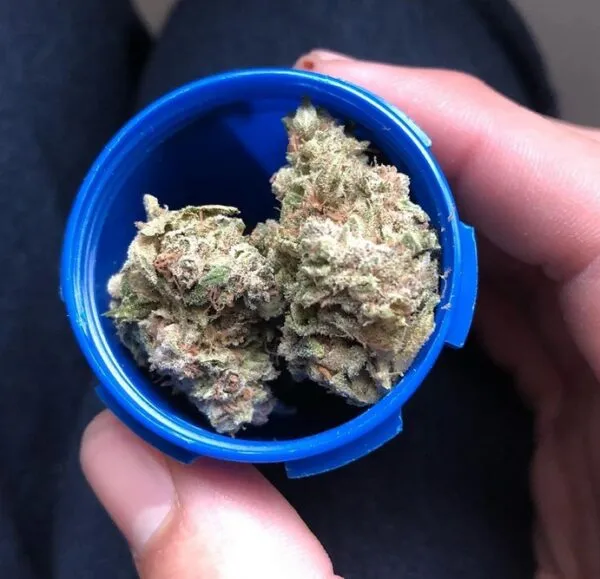 Blue Cheese Strain Review