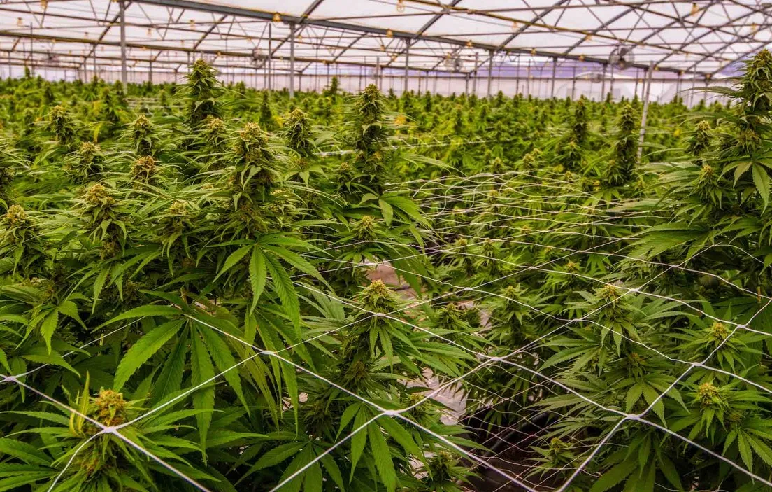 Cannabis Cultivation: 5 Hacks to Increase THC