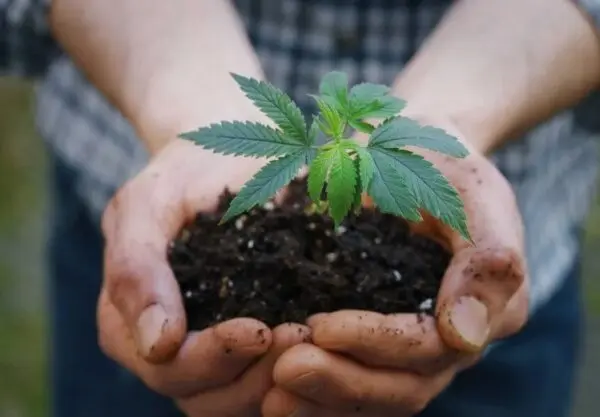 Avantages Du Cannabis Biologique : Comment Cultiver