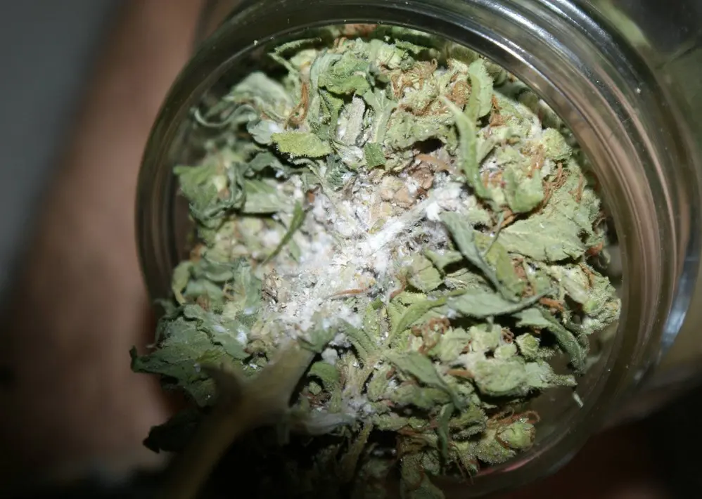 Que faire avec du cannabis moisi