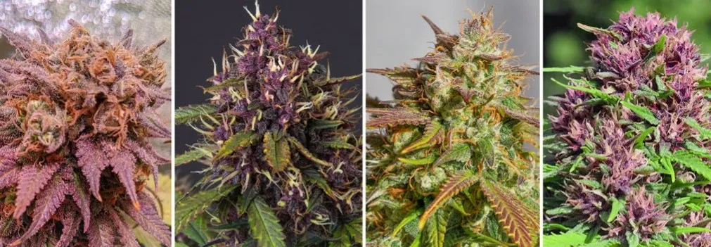 Colourful Weed Strains