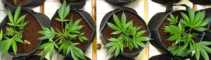 Photoperiod Vs. Autoflowering Cannabis Seeds