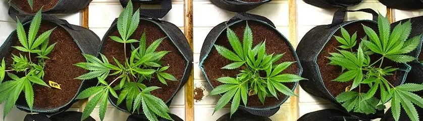 Photopériode Vs. Graines de cannabis à autofloraison