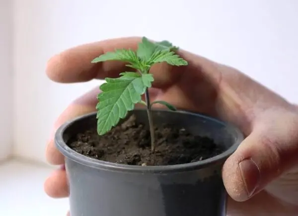 Photoperiod Vs. Autoflowering Cannabis Seeds