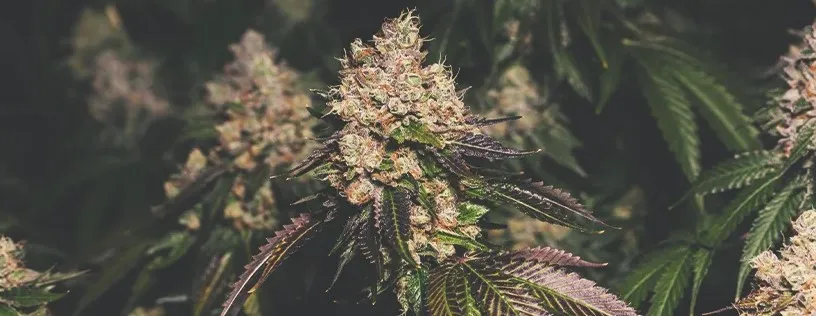 Guide du booster de floraison du cannabis
