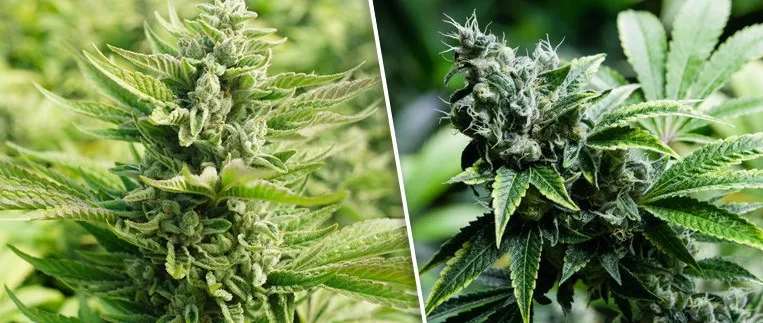 Guide du booster de floraison du cannabis