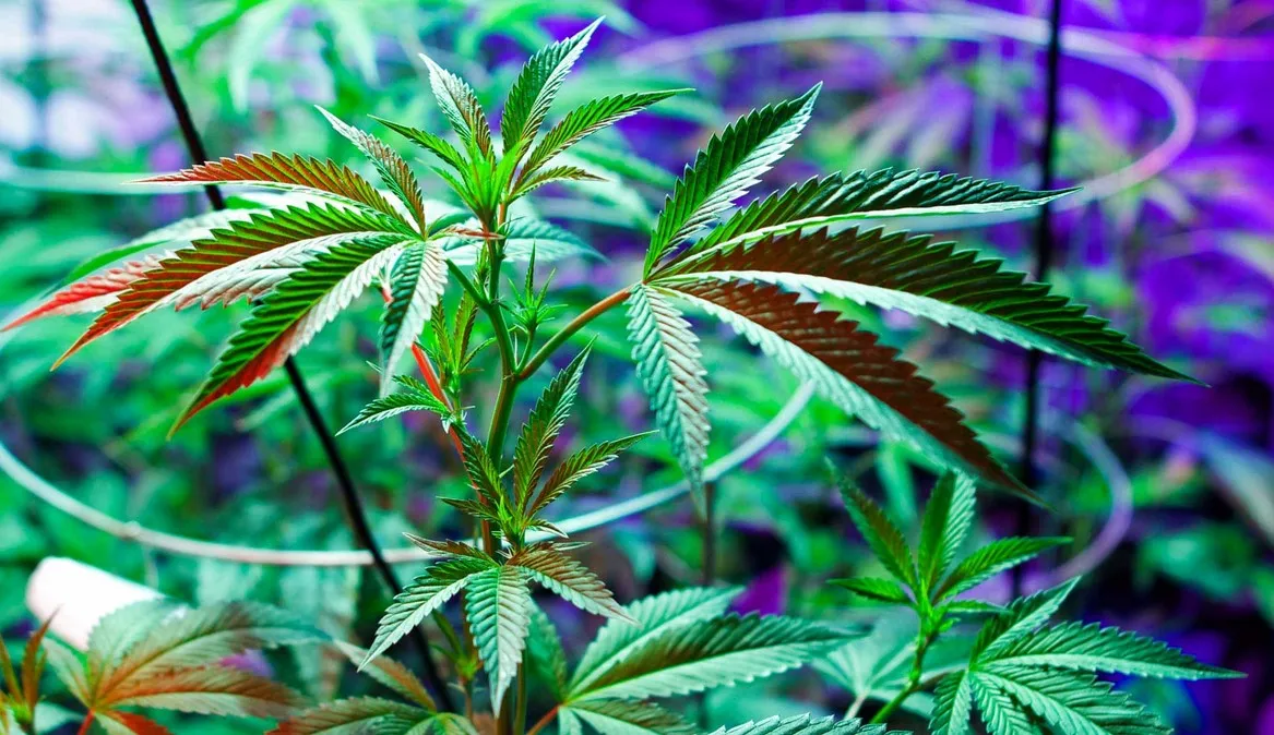 Oxygène dissous : plantes de cannabis massives et saines