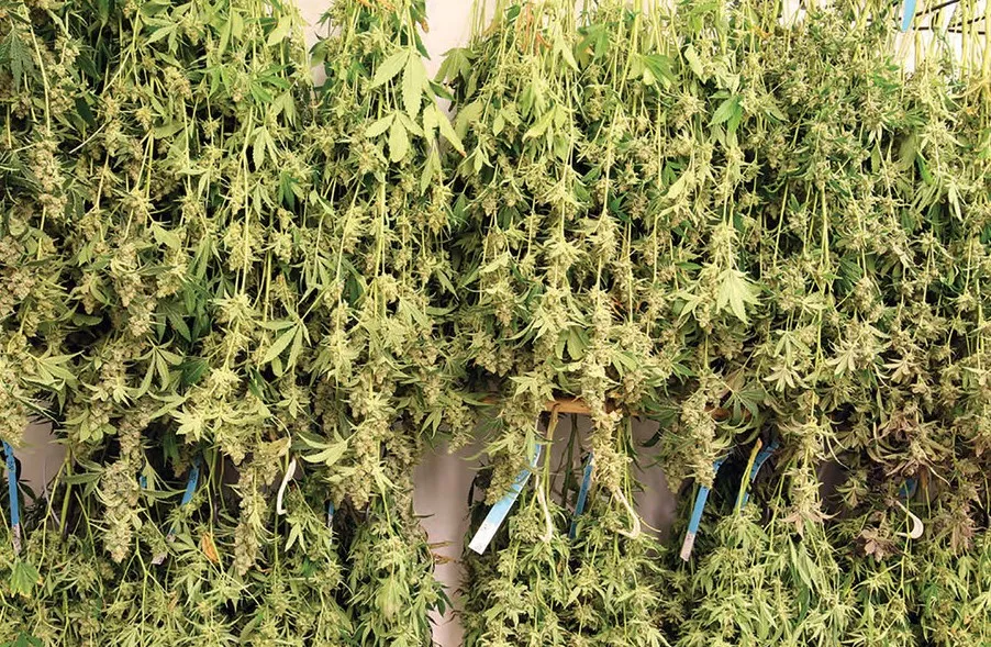 How to Dry Weed Buds: Best Way to Cure and Dry Cannabis