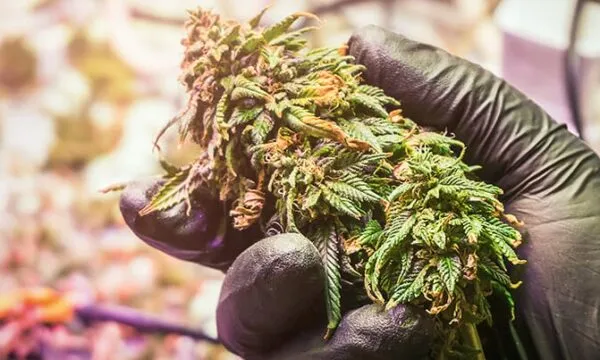 How to Dry Weed Buds: Best Way to Cure and Dry Cannabis