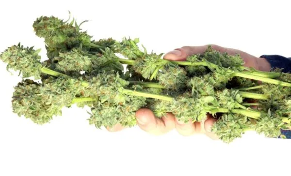 How to Dry Weed Buds: Best Way to Cure and Dry Cannabis
