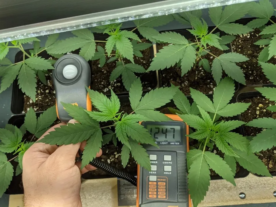 Comment améliorer les rendements de cannabis à l'aide d'un luxmètre