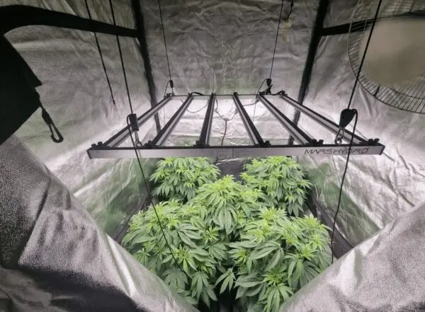 Cannabis Grow Tents Guide