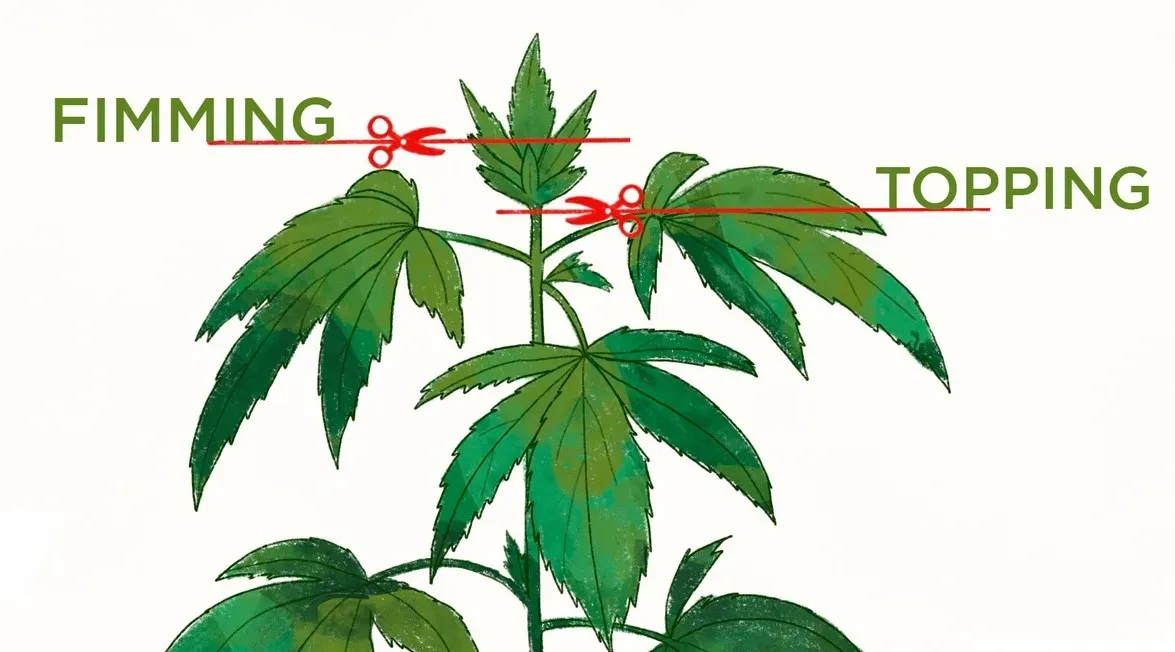 Cannabis Growing Guide: Topping Vs. Fimming