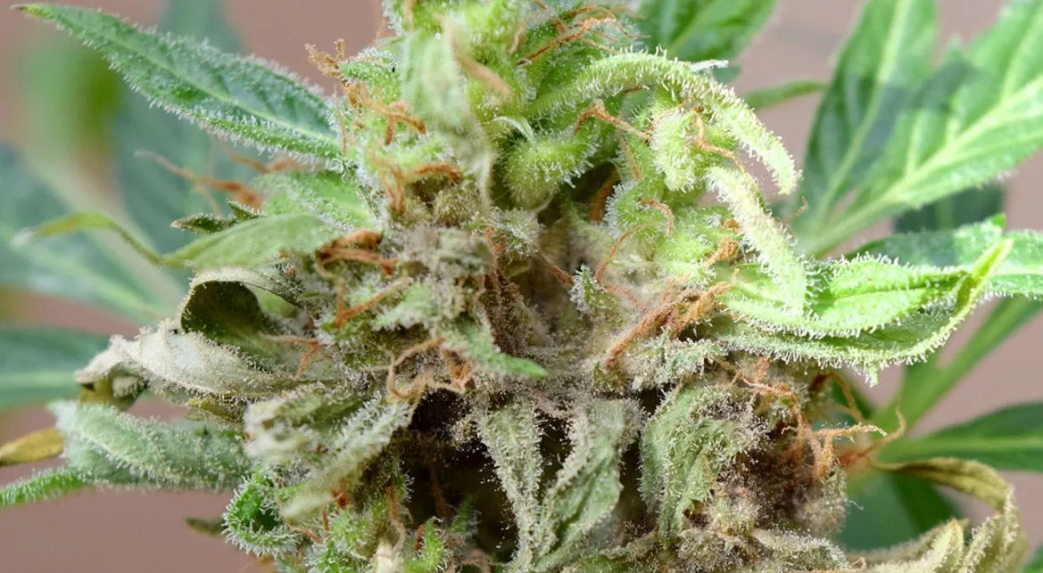 molde weed 31 - Différence entre l'herbe moisie et les trichomes sur le cannabis